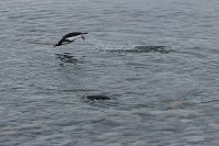 248 G3X IMG 4589 - Cuverville Island - Port Lockroy - Gentoo Penguin