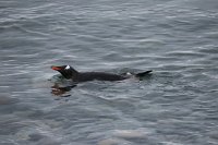 249 G3X IMG 4587 - Cuverville Island - Port Lockroy - Gentoo Penguin