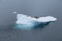 252 G3X IMG 4609 - Cuverville Island - Port Lockroy