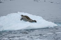 254 G3X IMG 4613 - Cuverville Island - Port Lockroy