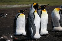 294 G3X IMG 5064 - Falkland Inseln Stanley - King Penguin