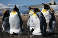 295_G3X_IMG_5234 - Falkland Inseln Stanley - King Penguin.JPG