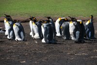 296 G3X IMG 5106 - Falkland Inseln Stanley - King Penguin