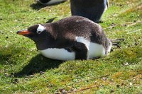 297 G3X IMG 5122 - Falkland Inseln Stanley - Gentoo Penguin