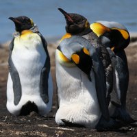300 G3X IMG 5240 - Falkland Inseln Stanley - King Penguin