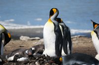 301 G3X IMG 5139 - Falkland Inseln Stanley - King Penguin