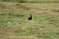 324_G3X_IMG_5254 - Falkland Inseln - New Island.JPG