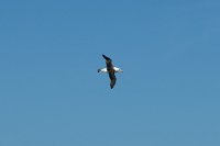 329_G3X_IMG_5942 - Falkland Inseln - New Island - Black Browed Albatross.JPG