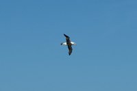 329 G3X IMG 5942 - Falkland Inseln - New Island - Black Browed Albatross