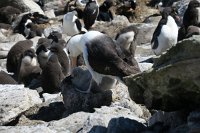 330 G3X IMG 5374329 G3X IMG 5942 - Falkland Inseln - New Island - Black Browed Albatross