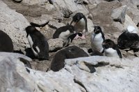 331_G3X_IMG_5376329_G3X_IMG_5942 - Falkland Inseln - New Island - Rockhopper.JPG