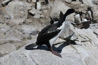 333 G3X IMG 5380 - Falkland Inseln - New Island - Kormoran