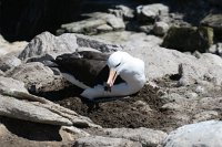 334_G3X_IMG_5437 - Falkland Inseln - New Island - Black Browed Albatross.JPG