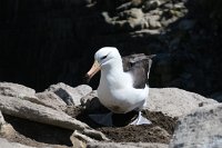 335 G3X IMG 5447 - Falkland Inseln - New Island - Black Browed Albatross