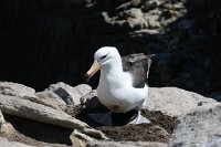 335_G3X_IMG_5447 - Falkland Inseln - New Island - Black Browed Albatross.JPG