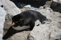 336 G3X IMG 5482 - Falkland Inseln - New Island - Rockhopper