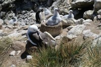 337 G3X IMG 5610 - Falkland Inseln - New Island - Black Browed Albatross