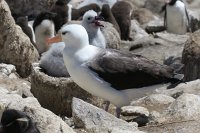 338 G3X IMG 5943 - Falkland Inseln - New Island - Black Browed Albatross
