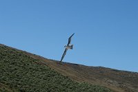 339_G3X_IMG_5939 - Falkland Inseln - New Island - Black Browed Albatross.JPG