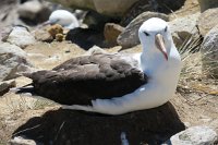 340 G3X IMG 5685 - Falkland Inseln - New Island - Black Browed Albatross