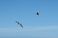 342 G3X IMG 5938 - Falkland Inseln - New Island - Black Browed Albatross
