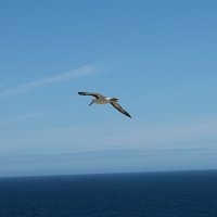 343_G3X_IMG_5935 - Falkland Inseln - New Island - Black Browed Albatross.JPG