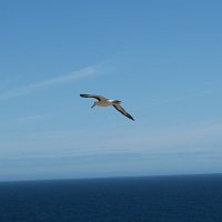 343 G3X IMG 5935 - Falkland Inseln - New Island - Black Browed Albatross