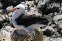344 G3X IMG 5936 - Falkland Inseln - New Island - Black Browed Albatross