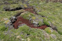 352_G5X_IMG_2403 - Falkland Inseln - New Island.JPG