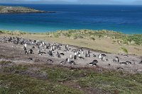 368 G3X IMG 5971 - Falkland Inseln - Carcass Island - Gentoo Penguin