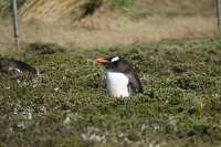 369_G3X_IMG_5975 -  - Falkland Inseln - Carcass Island - Gentoo Penguin.JPG