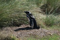 371_G3X_IMG_5980 - Falkland Inseln - Carcass Island - Magellanic Penguin.JPG