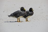 372 G3X IMG 5998 - Falkland Inseln - Carcass Island - Enten