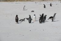 373_G3X_IMG_5999 - Falkland Inseln - Carcass Island - Gentoo Penguin - Magellanic Penguin.JPG