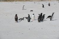 373 G3X IMG 5999 - Falkland Inseln - Carcass Island - Gentoo Penguin - Magellanic Penguin