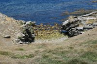 376 G3X IMG 6057 - Falkland Inseln - Carcass Island