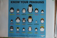 378 G5X IMG 2455 - Know your Penguins