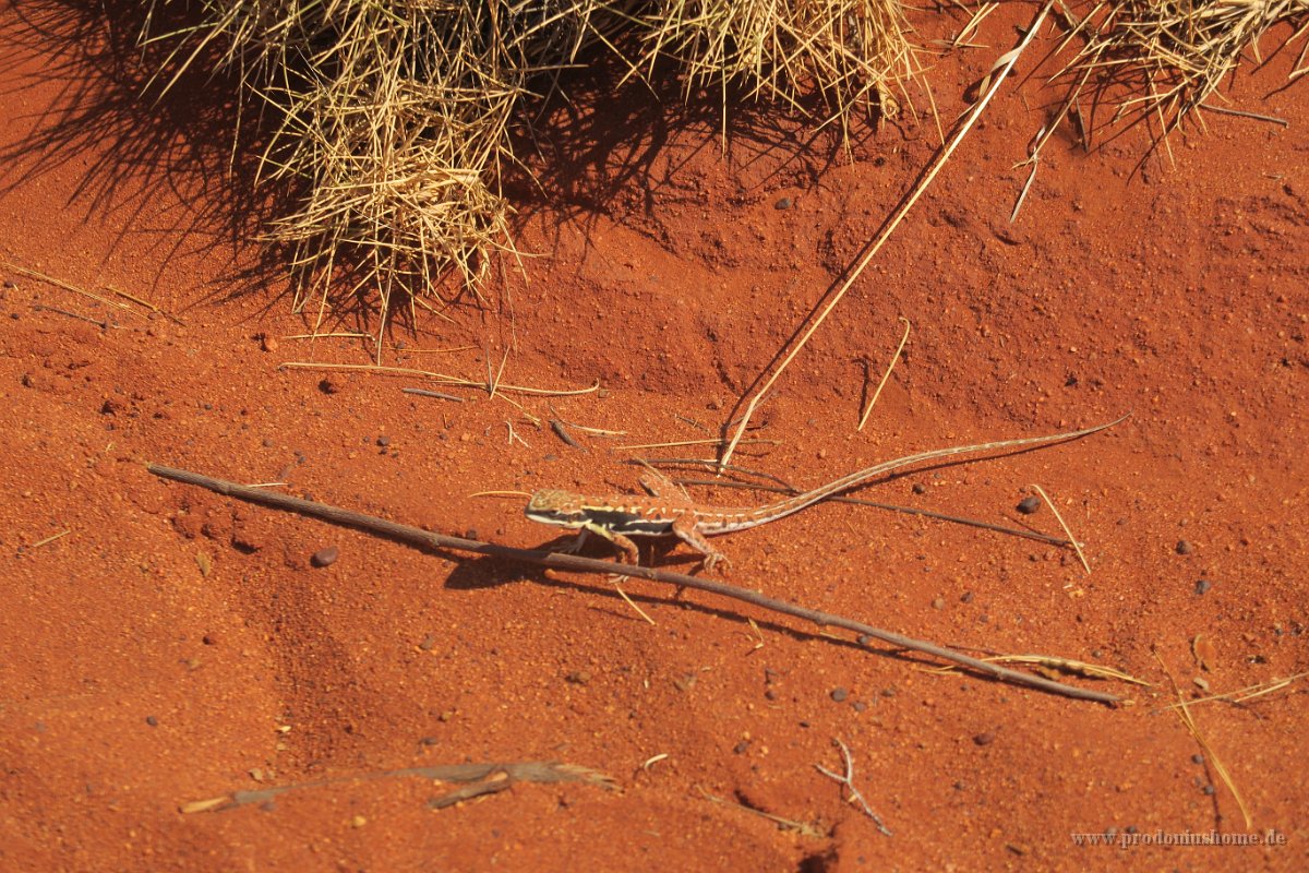 IMG 4244 - Uluru Resort