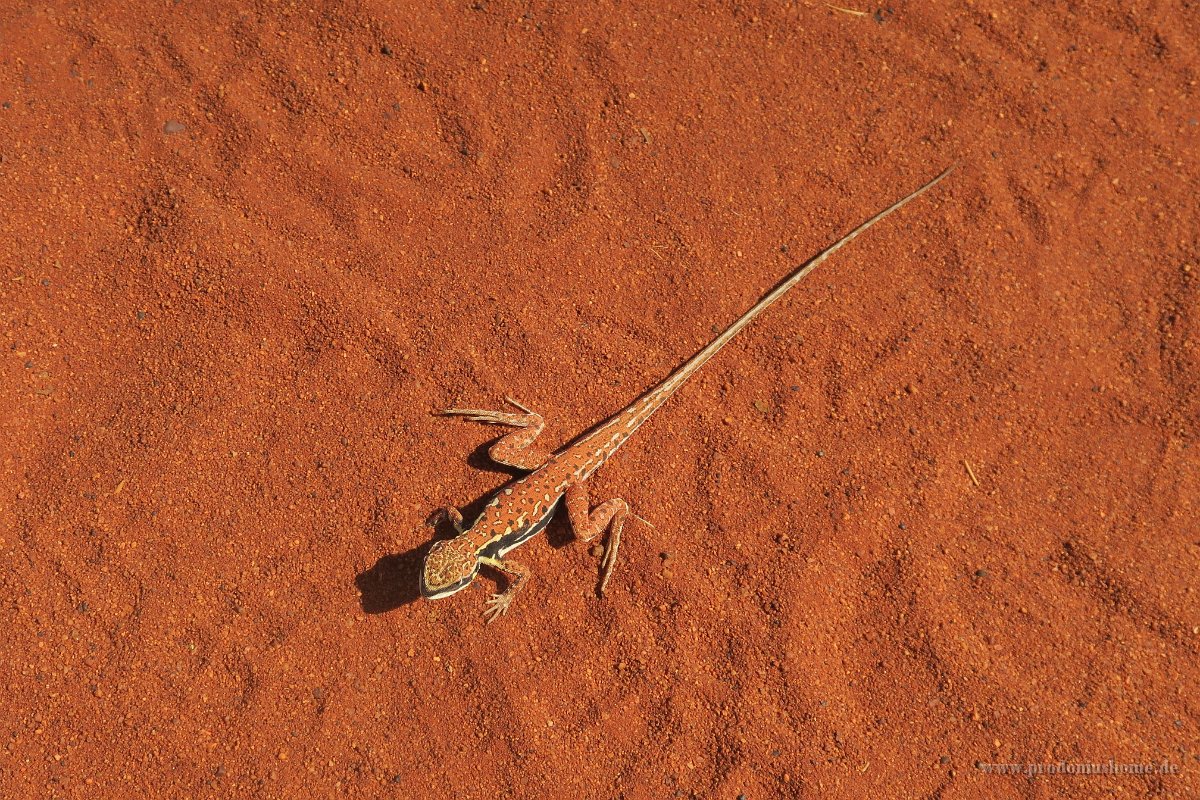 IMG 4245 - Uluru Resort