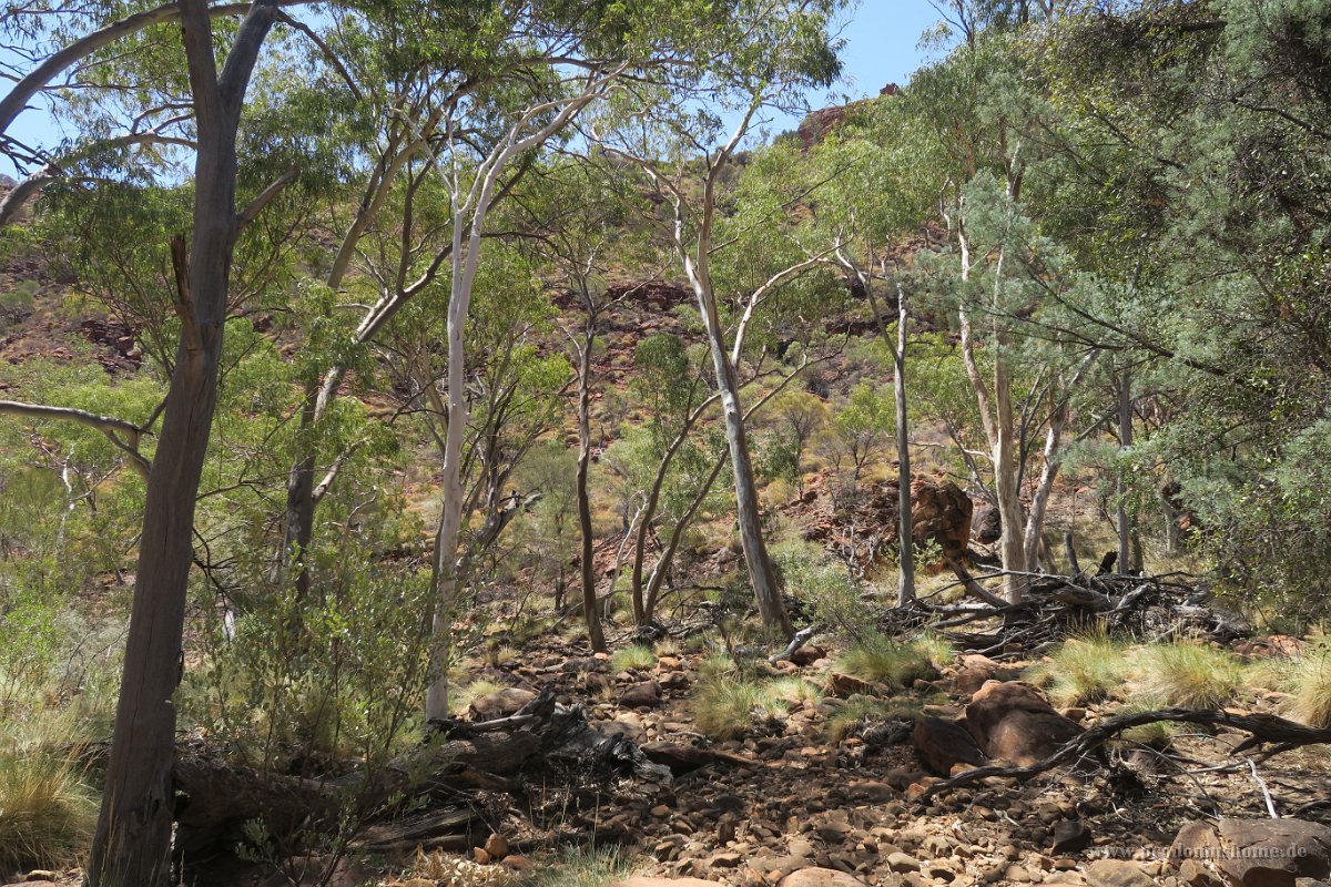 IMG 4490 - Kings Canyon
