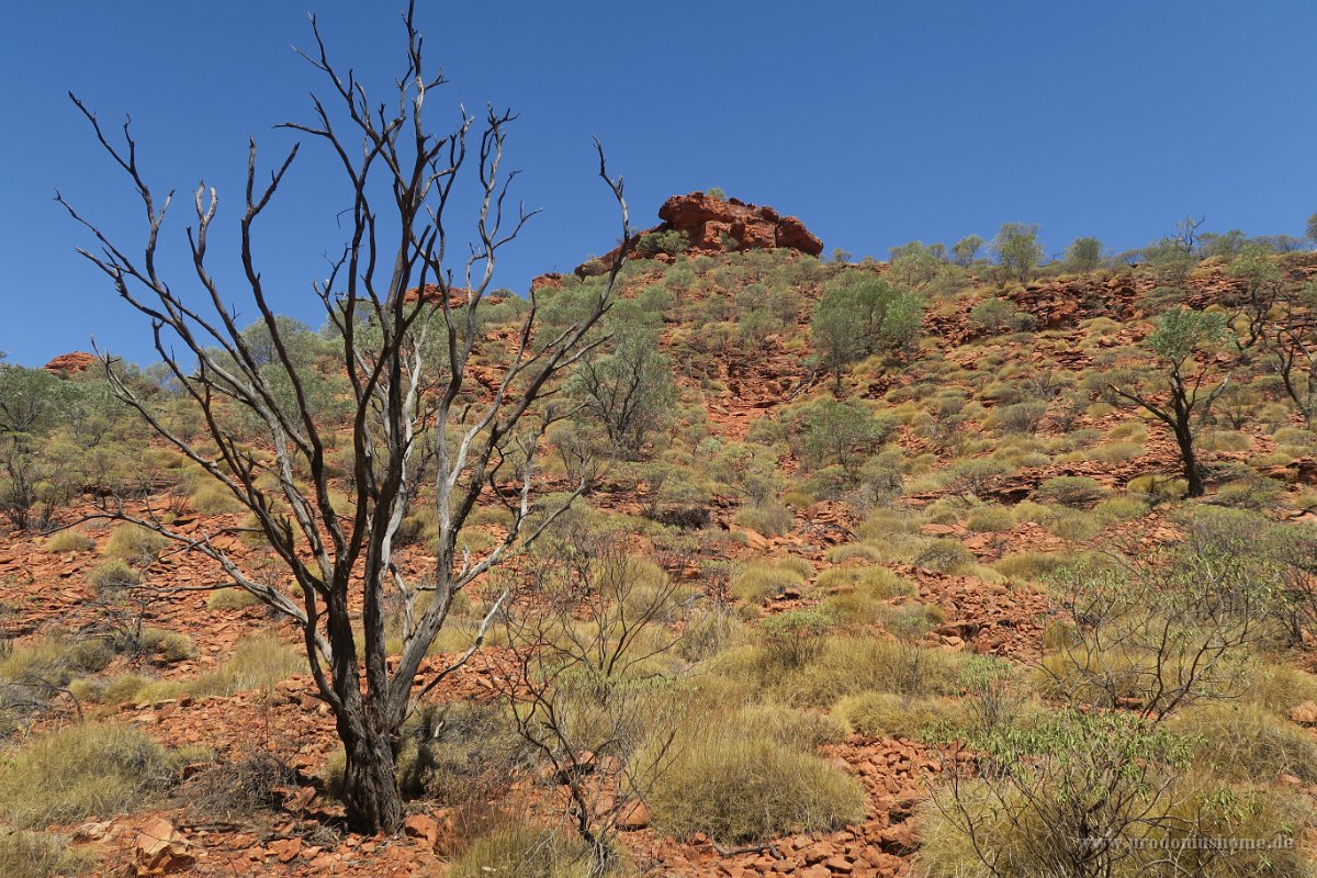 IMG 4499 - Kings Canyon