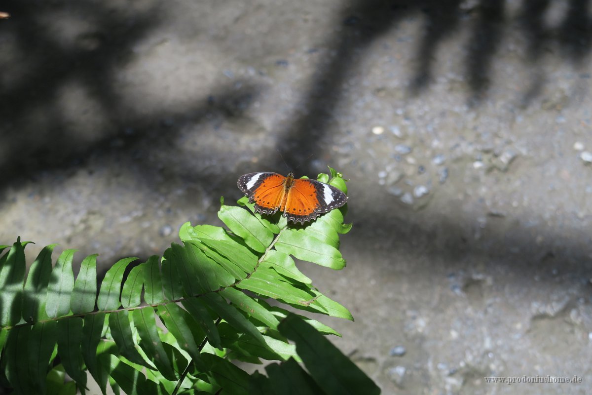 IMG 4797 - Kuranda Butterfy