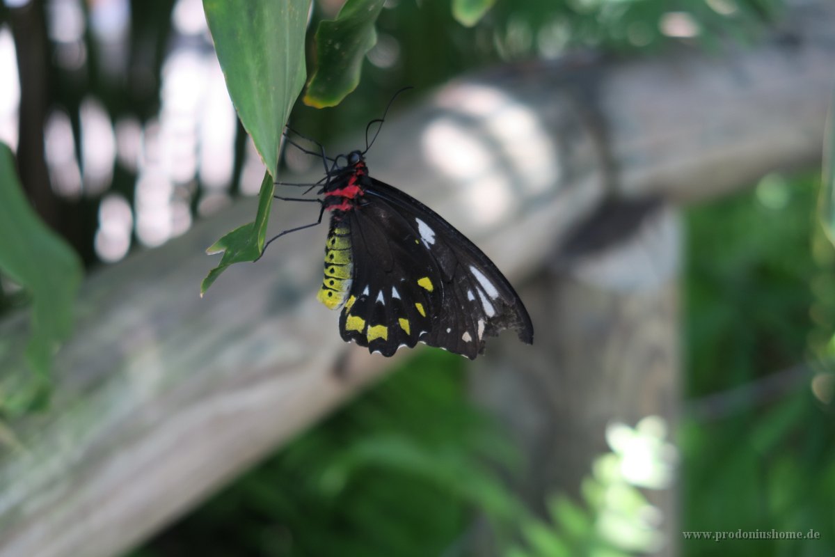 IMG 4812 - Kuranda Butterfy