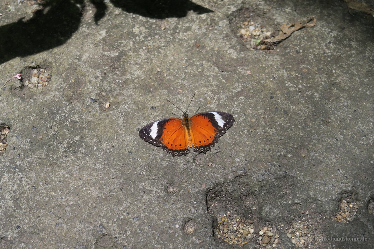 IMG 4822 - Kuranda Butterfy