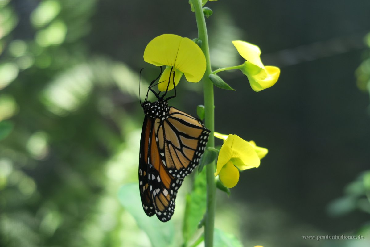 IMG 4852 - Kuranda Butterfy