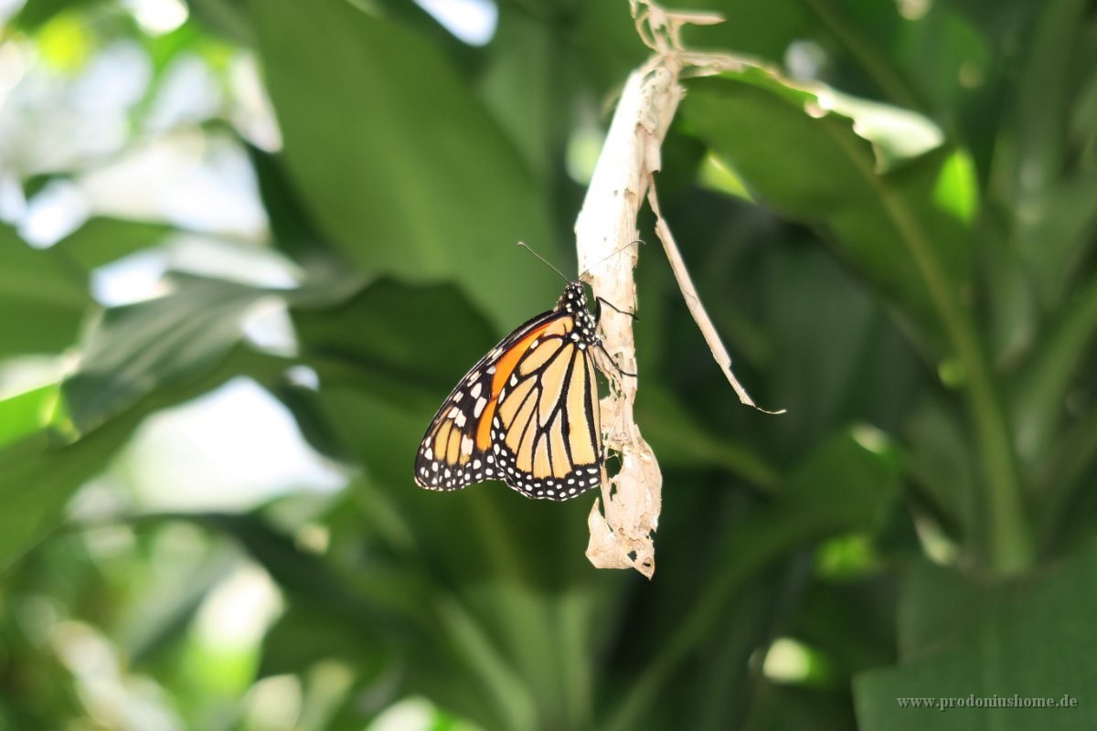 IMG 4858 - Kuranda Butterfy