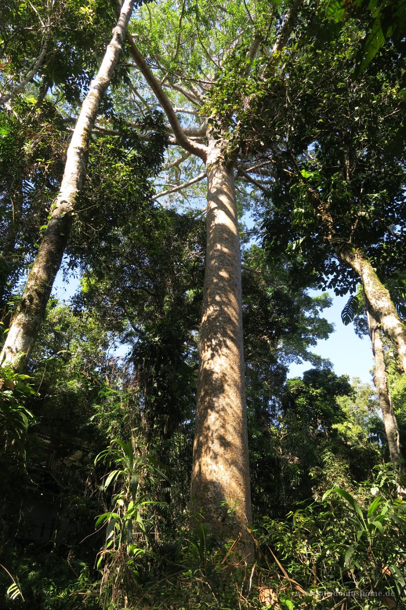 IMG 4915 - Kuranda Skyrail