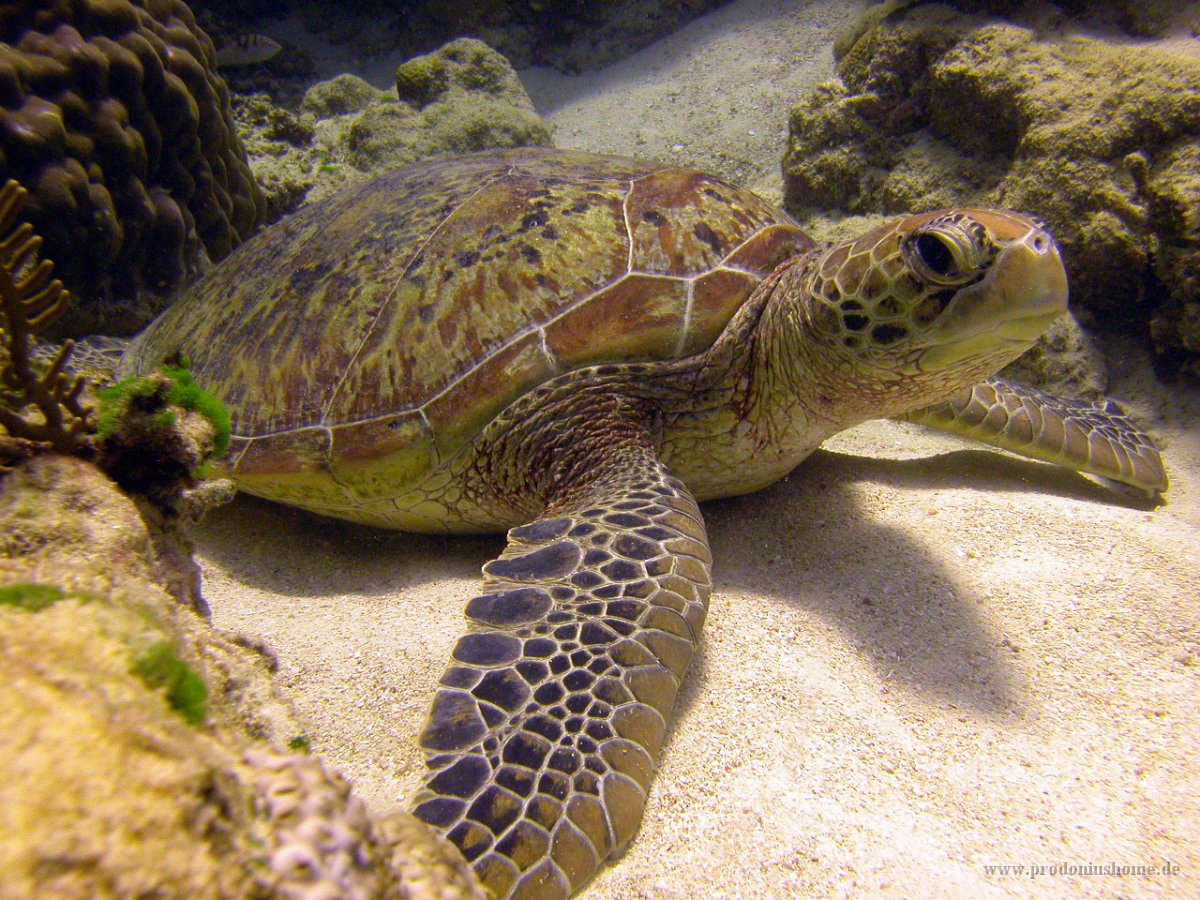 IMG 4983 - Green Turtle 1