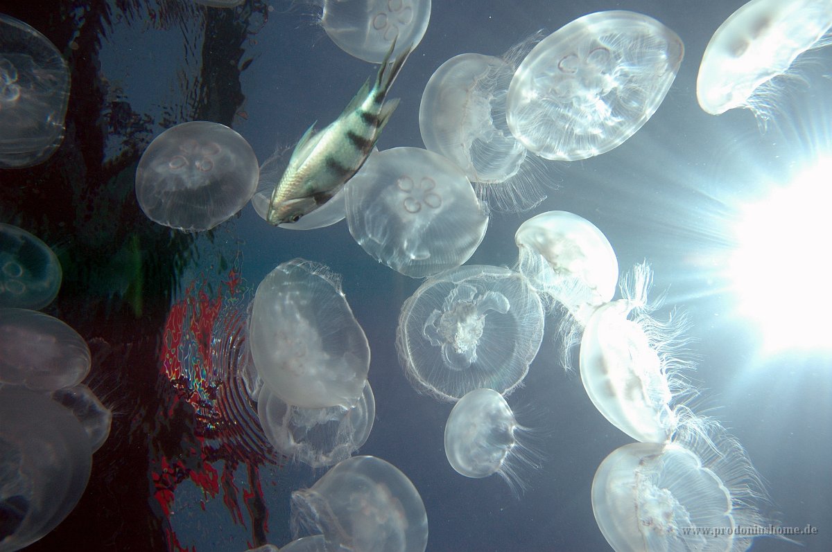 IMG 4983 - Jellyfish