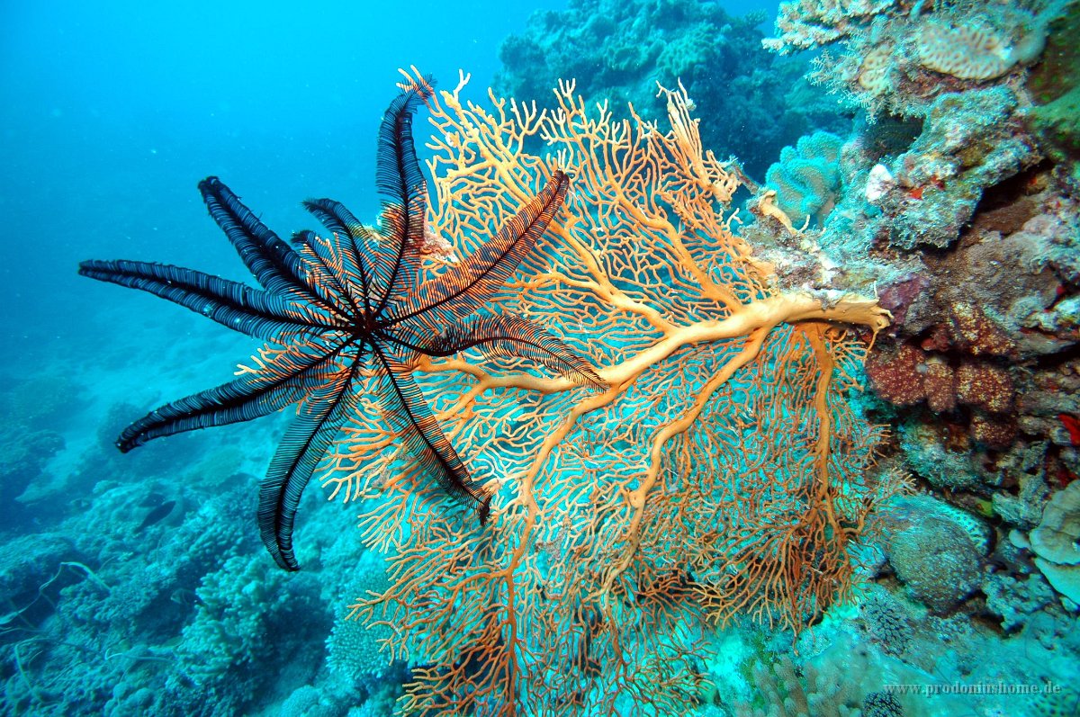 IMG 4983  Feather Star and Fan Coral